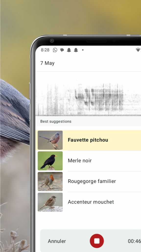 Merlin Bird ID par Cornell Lab